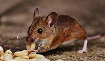 24 Hour & Emergency Exterminators in Penns Grove, NJ